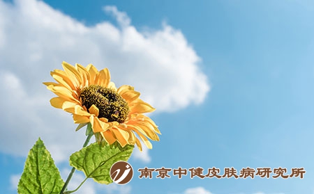 摄图网_500530563_阳光下的向日葵（企业商用）